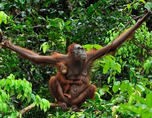 PICTUREDESK.COM/MARY EVANS/THOMAS MARENT Orang Utan mit Kleintier in Borneo
