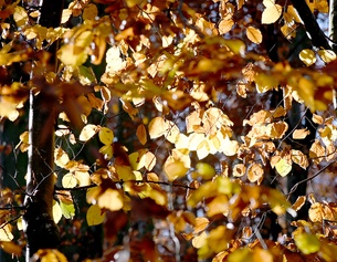 Herbstblätter und Lichtspiele