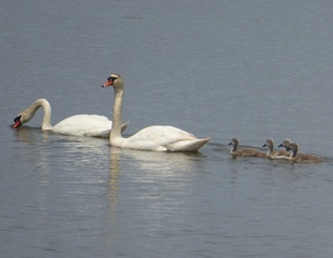 BIRDLIFE Höckerschwanfamilie