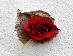 APA/HELMUT FOHRINGER Eine Rose in einem Einschussloch