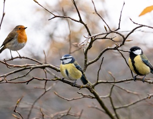 KI-generierte Ergänzung: Vögel auf Ästen