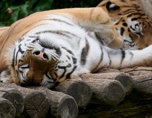 Sibirischer Tiger in Schönbrunn