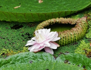 BOTANISCHER GARTEN GRAZ Eine Blüte einer Riesenseerose.