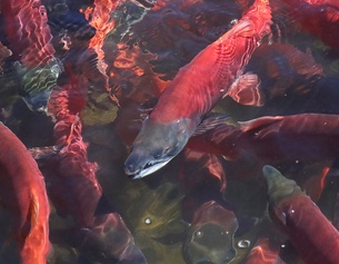 AP/RICK BOWMER Lachswanderung in den USA, Kokanee-Lachs