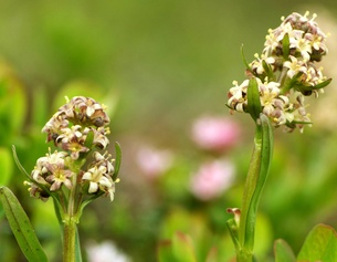 Echter Speik (Valeriana celtica ssp. norica)