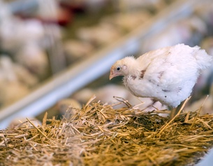Hühner in einem Stall