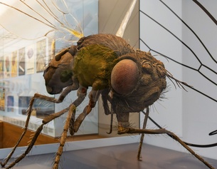 Forschende untersuchen die Entscheidungsfindung im Gehirn von Fruchtfliegen mit genetischen und neurobiologischen Methoden.