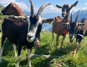 Ziegen auf der Alp Tea