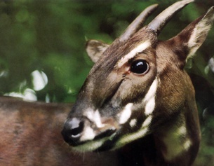 APA/WWF Saola