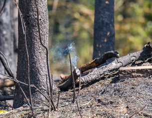 Waldbrand: Glutnest