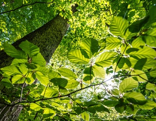 Sonne scheint durch Blätter im Wald