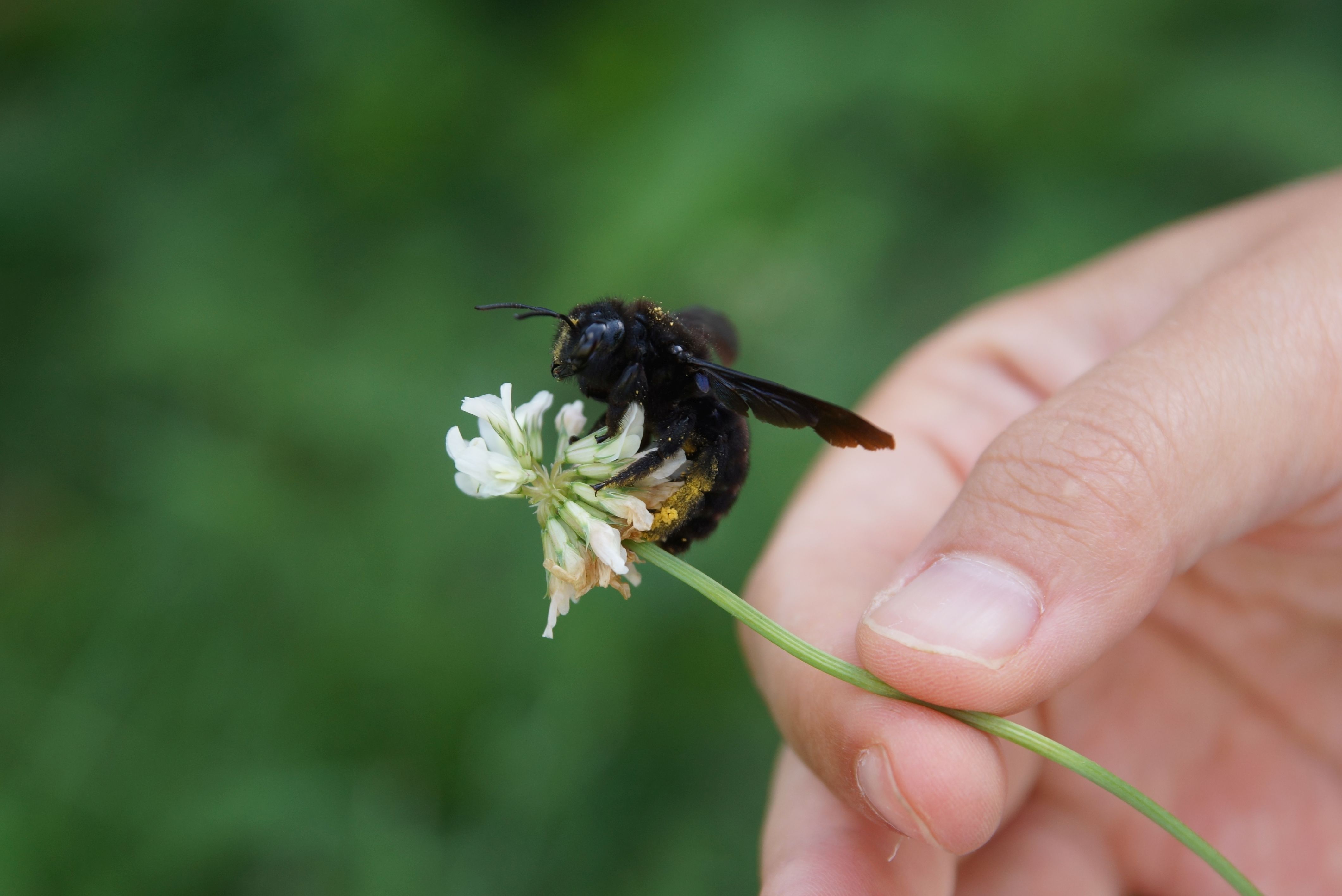 Bio Forschung Austria Im neuem Projekt SYM:BIO - trockenheitsangepasste und biodiversitätsfördernde Grünflächenpflege möchte Bio Forschung Austria ihr Wissen teilen. In unserem Schaugarten ist diese ganzheitliche Wildbienenförderung beispielhaft zu sehen.