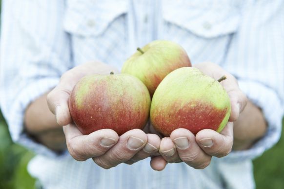 Zwei Hände halten drei Äpfel