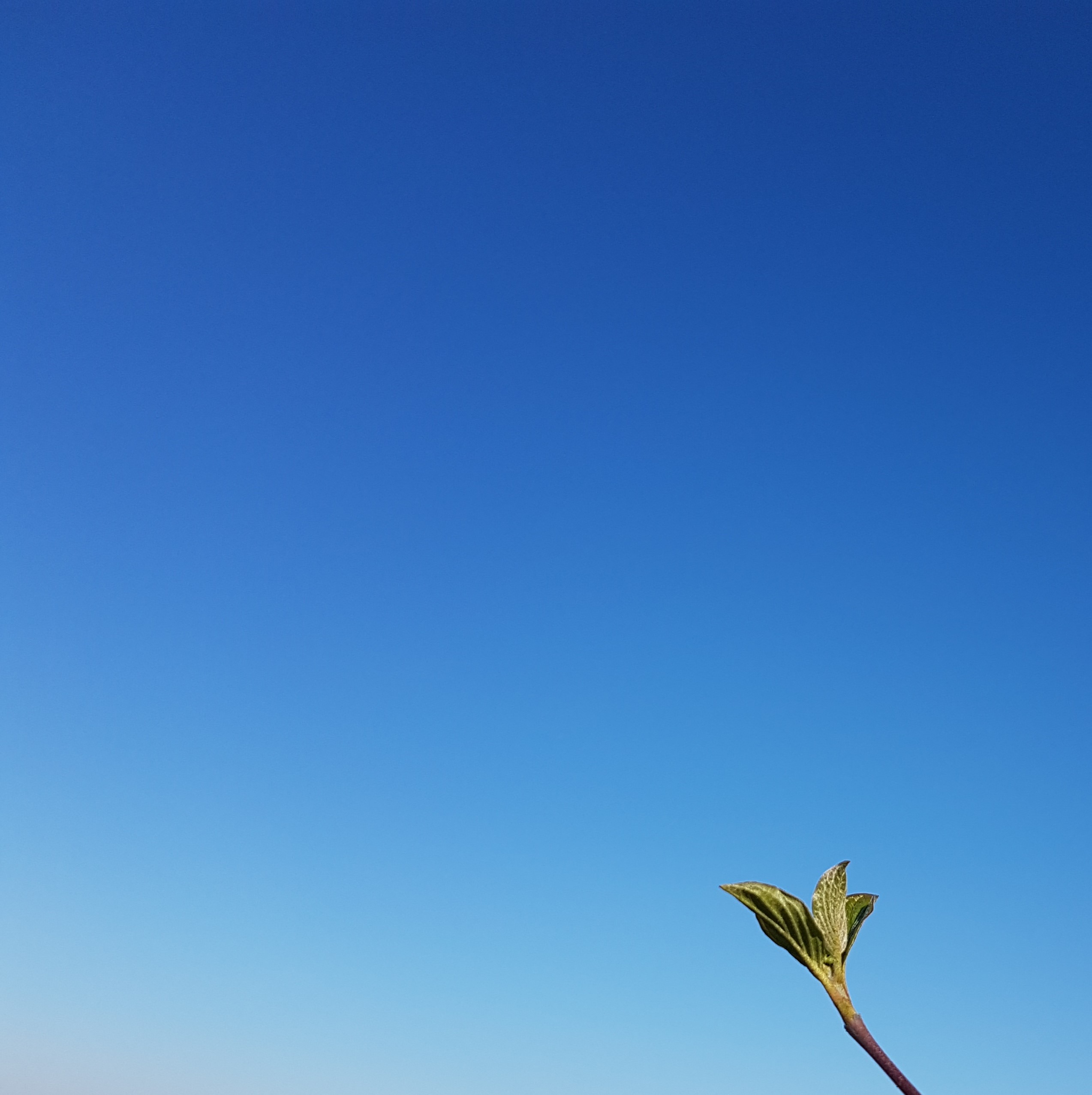 Blauer Himmel. Rechts unten ein Zweig mit Blättern.