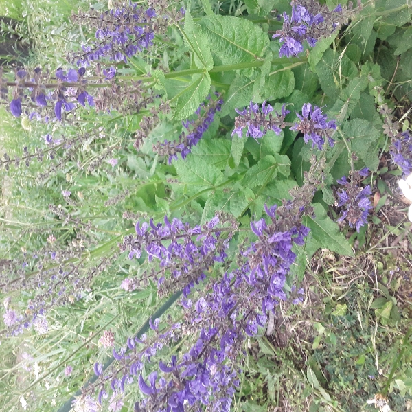 Wiesensalbei mit violetten Blüten