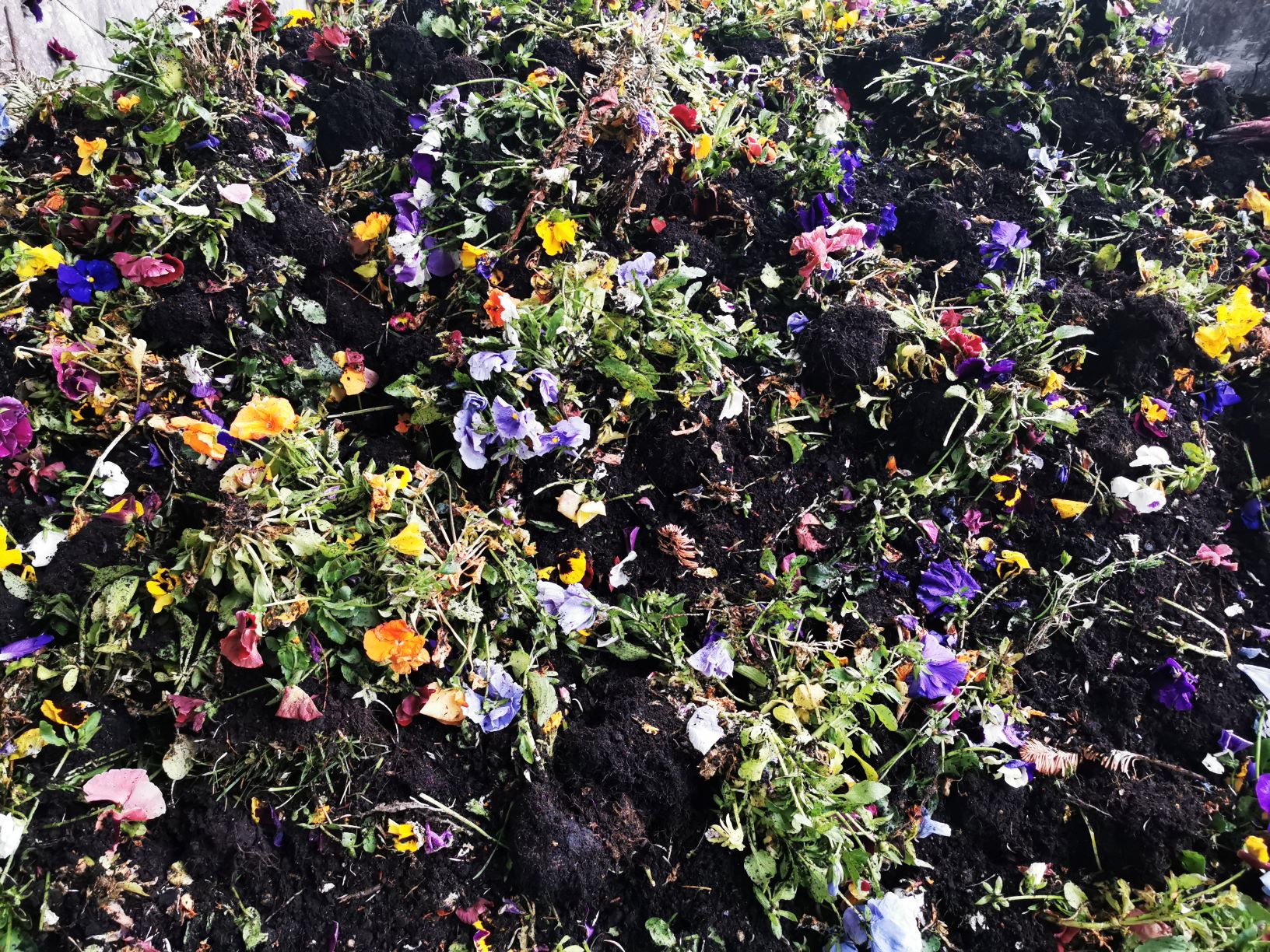 Eine Müllkippe voller gesunder Blumen samt Wurzenstock, die weggeworfen werden sollen