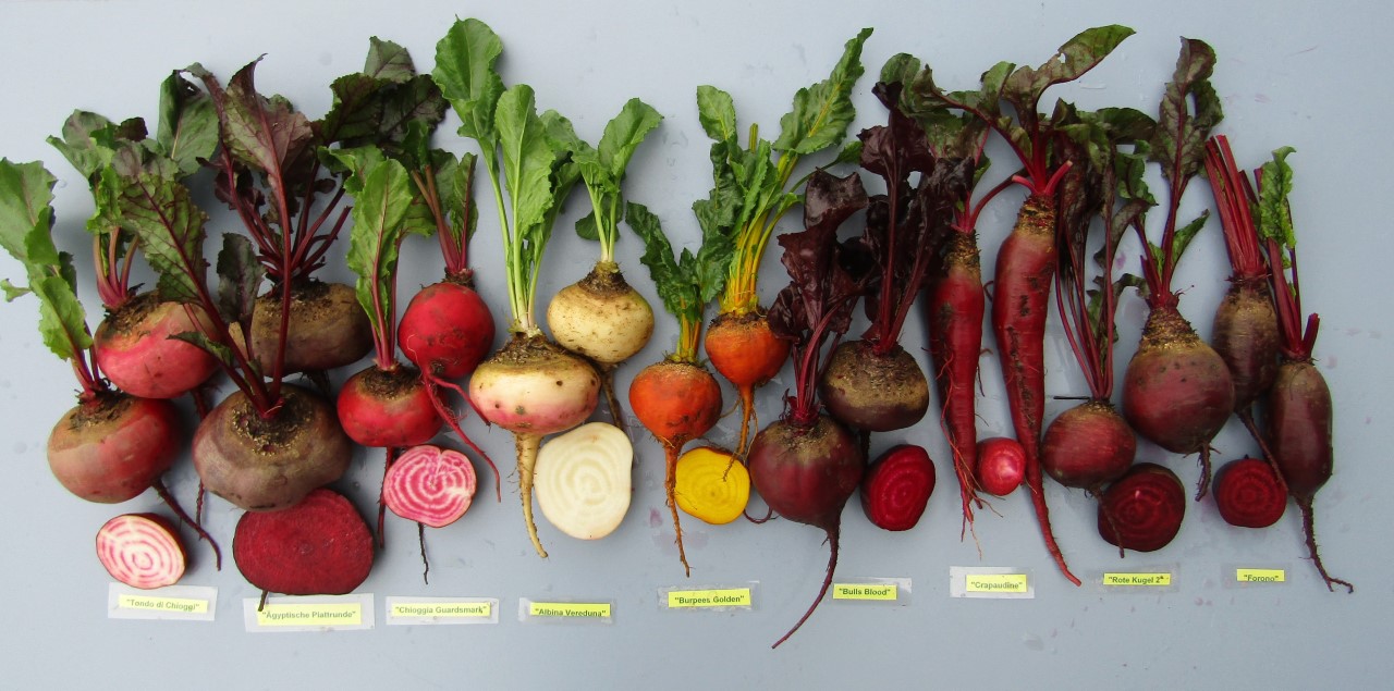 Verschiedene lange, dicke, kugelige Rote Rüben Sorten liegen nebeneinander.