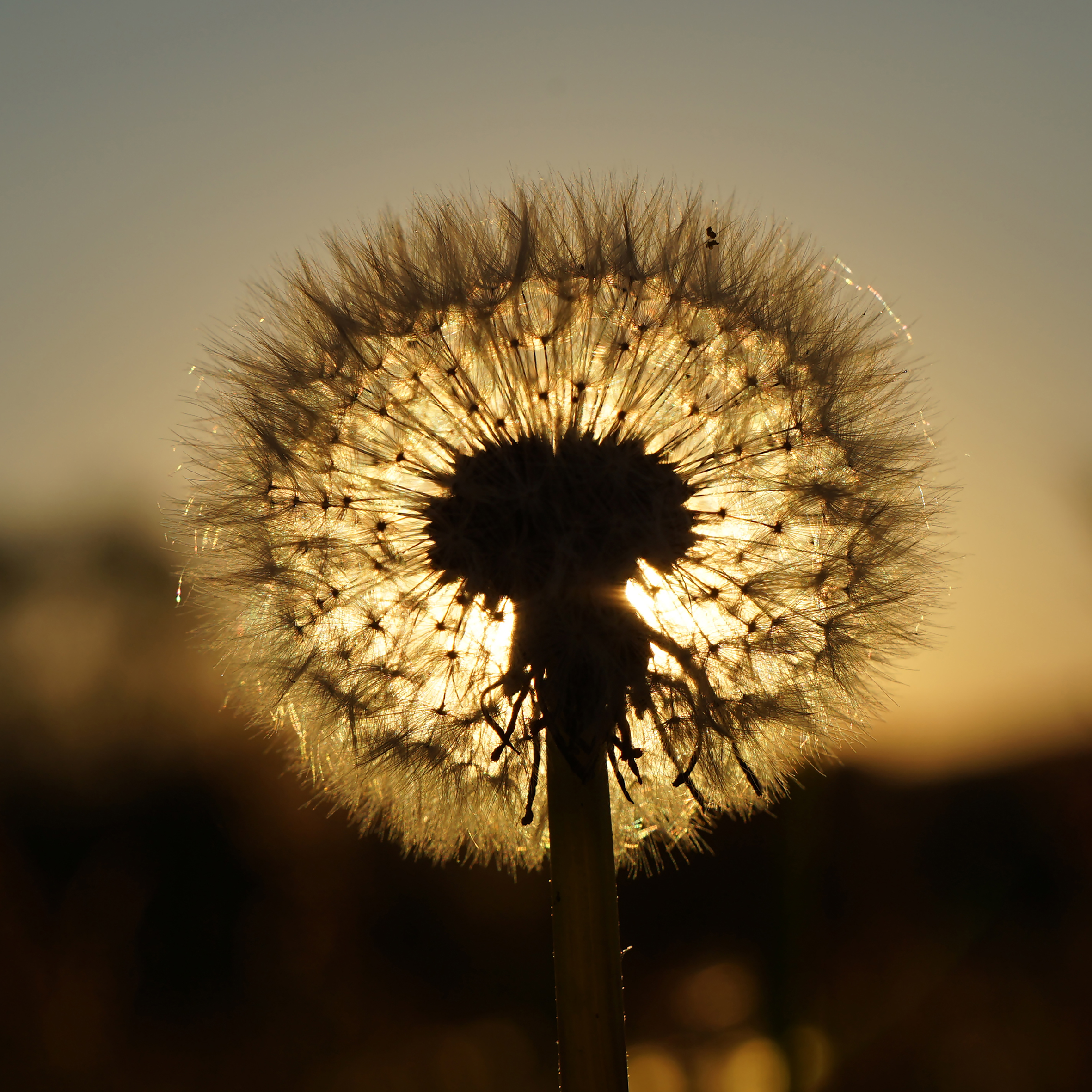 Pusteblume im Gegenlicht